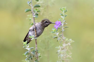 Anna's Hummingbird