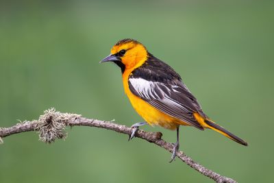 Bullock's Oriole