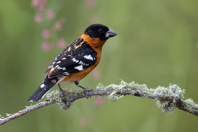 Black-headed Grosbeak