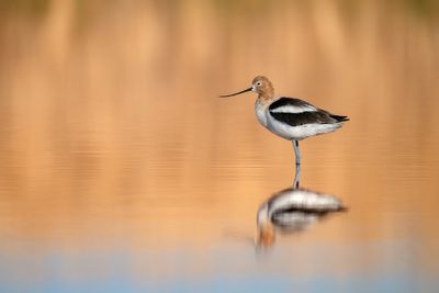 American Avocet