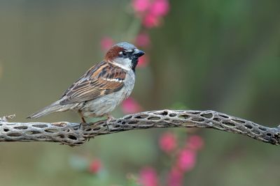 House Sparrow