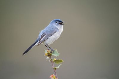 Blue-gray Gnatcatcher