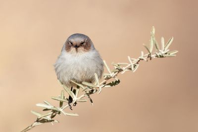 Angry Bird (Bushtit)