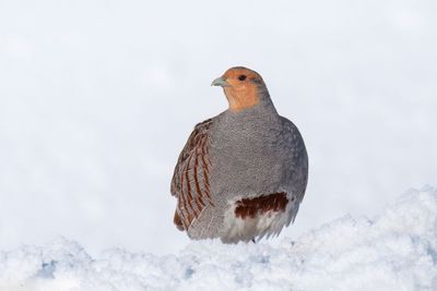 Gray Partridge