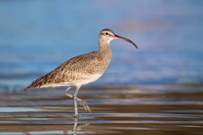 Whimbrel
