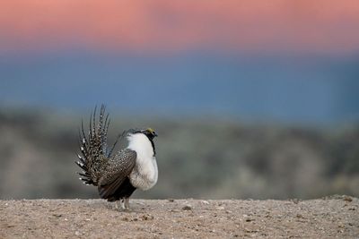 Greater Sage-Grouse