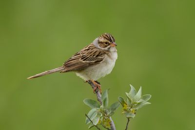 Clay-colored Sparrow