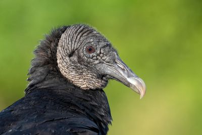 Black Vulture