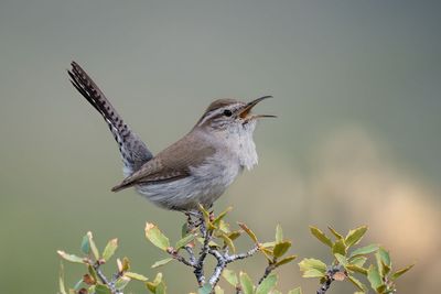 Bewicks Wren