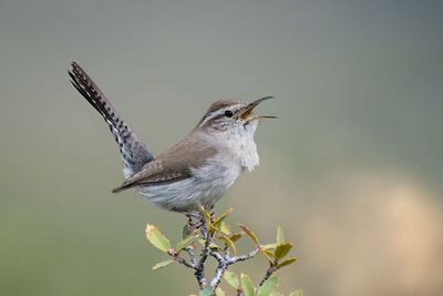 Bewick's Wren