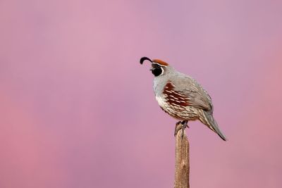 Gambel's Quail