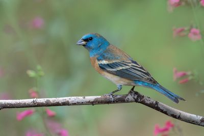 Lazuli Bunting