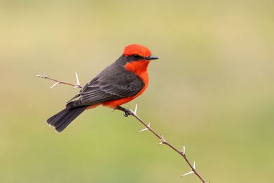 Vermilion Flycatcher