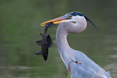 Great Blue Heron