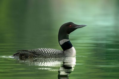 Common Loon