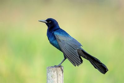 Boat-tailed Grackle