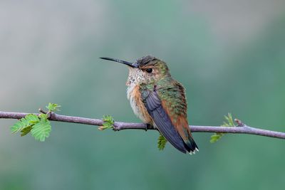 Allen's Hummingbird