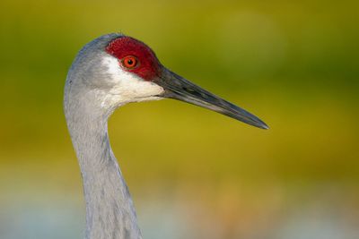 Sandhill Crane