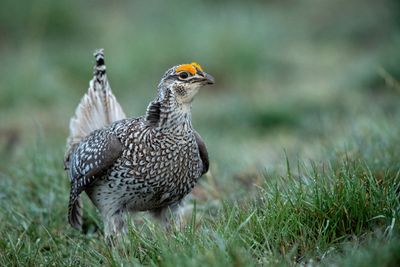 Sharp-tailed Grouse