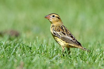 Bobolink