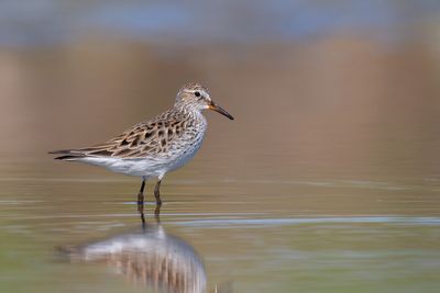 White-rumped Sandpiper