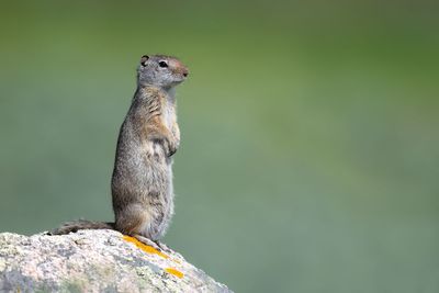 Uintah Ground Squirrel