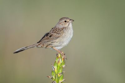 Cassin's Sparrow