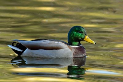 Mallard
