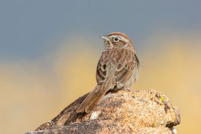 Rufous-crowned Sparrow