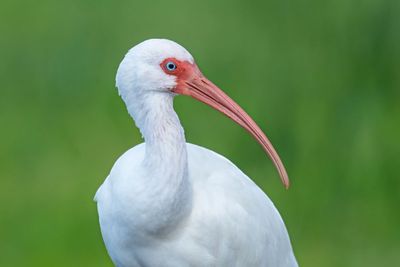 White Ibis
