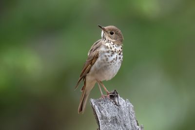 Hermit Thrush