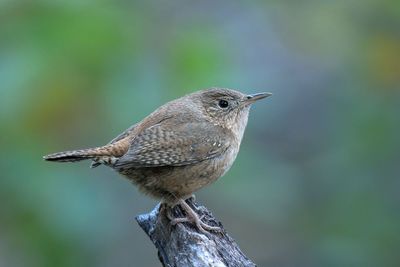 House Wren
