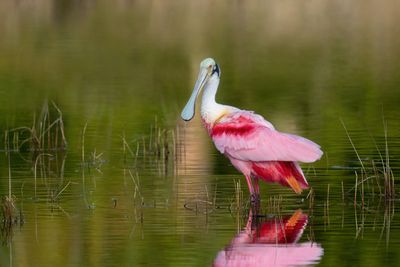 Roseate Spoonbill