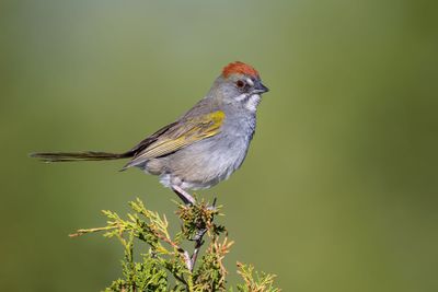 Green-tailed Towhee