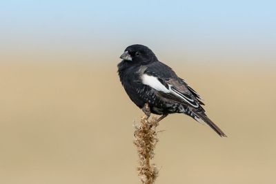 Lark Bunting