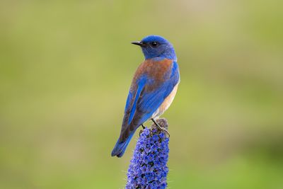 Western Bluebird