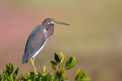 Tricolored Heron
