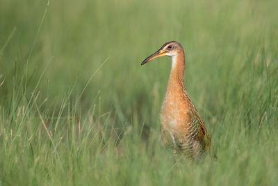 King Rail