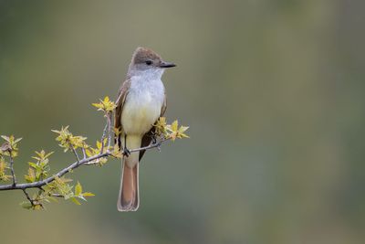 Ash-throated Flycatcher