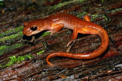 Oregon Ensatina