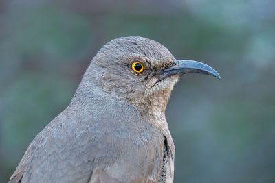Curve-billed Thrasher