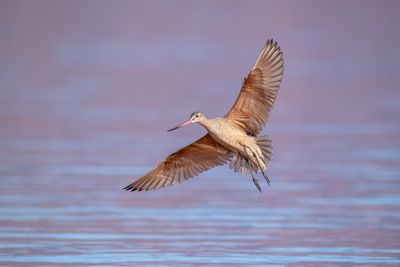 Marbled Godwit