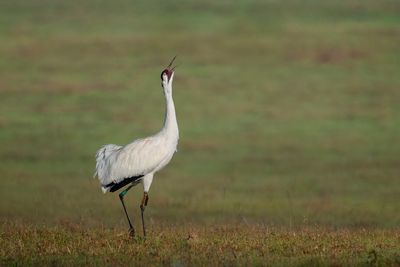 Whooping Crane