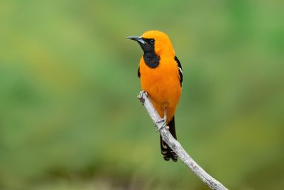 Hooded Oriole