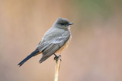 Say's Phoebe