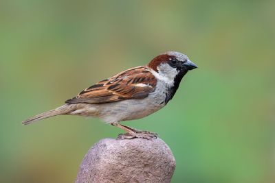 House Sparrow