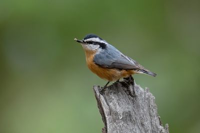 Red-breasted Nuthatch