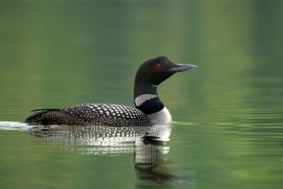 Common Loon