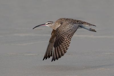 Whimbrel