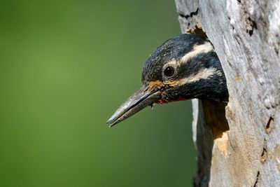 Williamson's Sapsucker